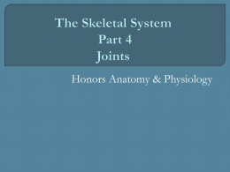 Bones Part 4 Joints