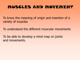triceps muscle