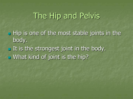 The Hip and Pelvis