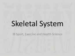 1.1 Skeletal Systemx