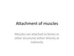 Muscle attachments