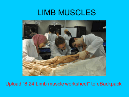 Day 10 Limb muscles - Liberty Hill High School