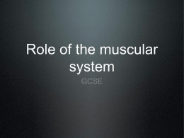 Role of the muscular system