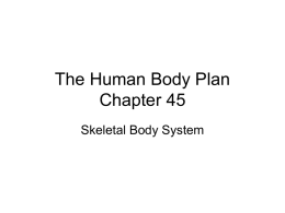 The Human Body Plan