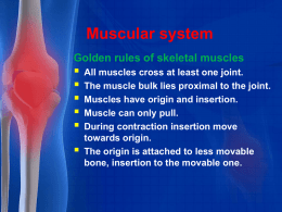 Muscular system1