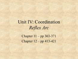 Unit 4 – Coordination Reflex Arc