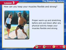Lesson 3 the muscular system