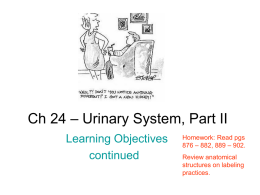 Ch 24 – Urinary System, Part II - WebStarts