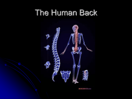 The Human Back