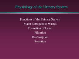 Physiology of the Urinary System - Cal State LA