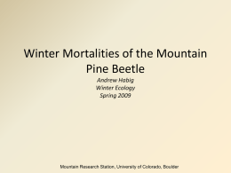 Mountain Pine Beetle Winter Mortalities.