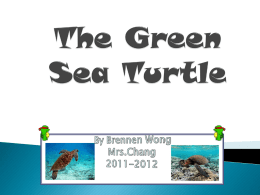 The Endangered Green Sea Turtle