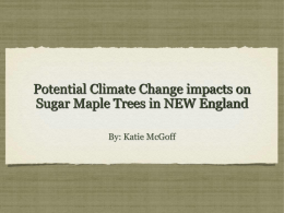 Potential Climate Change impacts on Sugar Maple Trees in NEW