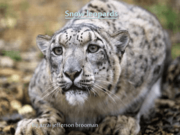 Snow leopards az