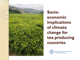 Climate change and the socio-economic implications on tea producers