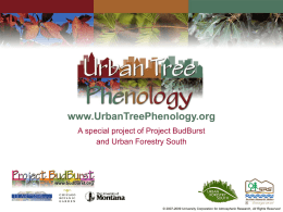 The Urban Tree Phenology