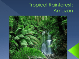 Tropical Rainforest: Amazon