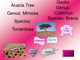Gecko Genus: Species: - Gulf Coast Consortia