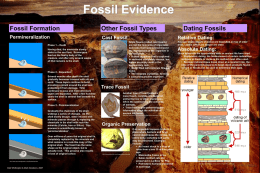 Fossil Evidence