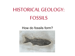 HISTORICAL_GEOLOGY_fossils