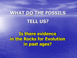 C-or-E-2---fossils