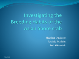 Asian Shore Crab