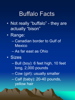 Buffalo Facts