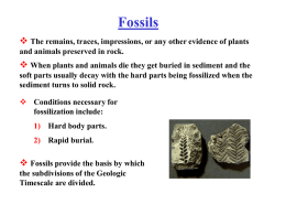 Fossils - Bourgeoisclasses