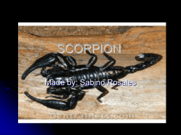 scorpion - Cloudfront.net