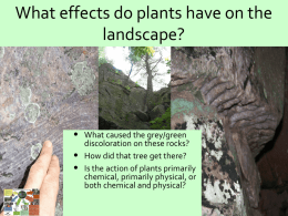 What effects do plants have on the landscape?