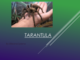 Tarantula - Mrs. Lamb`s Room