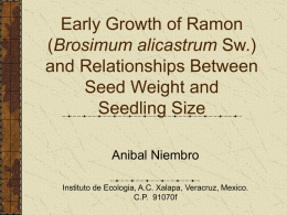 Early Growth of Ramon (Brosimum alicastrum Sw.) and