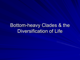Bottom Heavy Clade Presentation