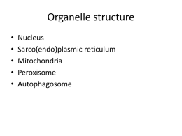 Organelle structure - Georgia Institute of Technology