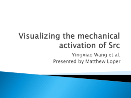 Visualizing_the_mechanical_activation_of_Src