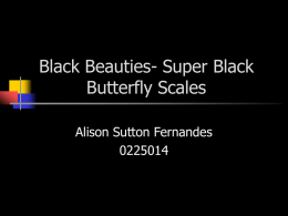 Black Beauties- Super Black Butterfly Scales