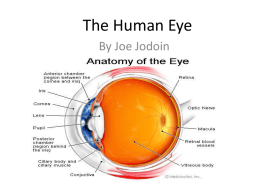 The Human Eye - KaushalGrade10Optics