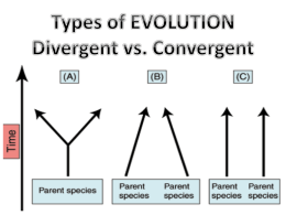 Convergent and Divergent Evolution - Mr. Lesiuk