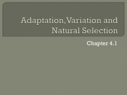 Adaptation,mutation and natural selection