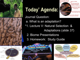 Lecture V: Natural Selection & Adaptations