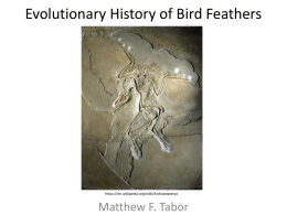 Evolutionary History of Bird Feathers