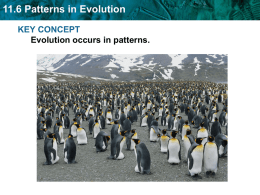 Patterns in Evolution, Adaptive Radiation ppt