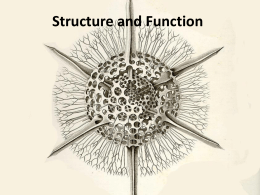 Structure and Function - Susquehanna University
