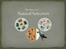 Natural Selection - Ms. Petrauskas' Class