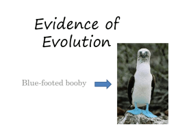 Evidence for Evolution - Ms. Nevel's Biology Website
