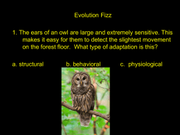 Evolution Fizz