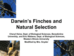 Darwin`s Finches and Natural Selection