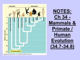 Primate / Human Evolution (Ch 34)