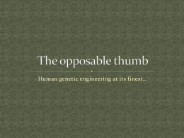 The opposable THUMB