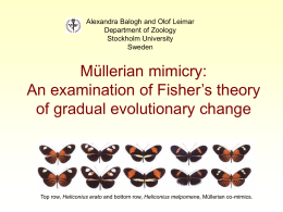 Müllerian mimicry